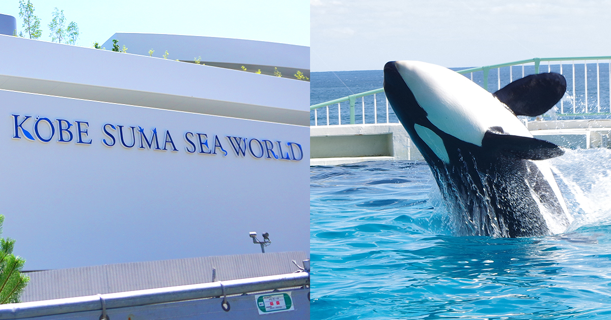 須磨水族館リニューアル後の料金が高い！シャチがウリで値上げ？