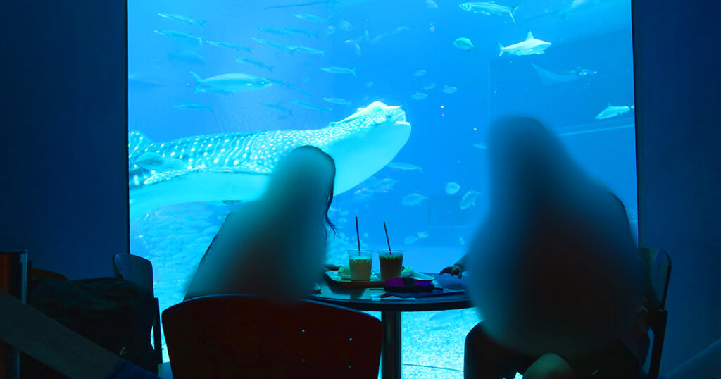 海水族館内にあるカフェ「オーシャンブルー」でジンベイザメを見ながらカフェ
