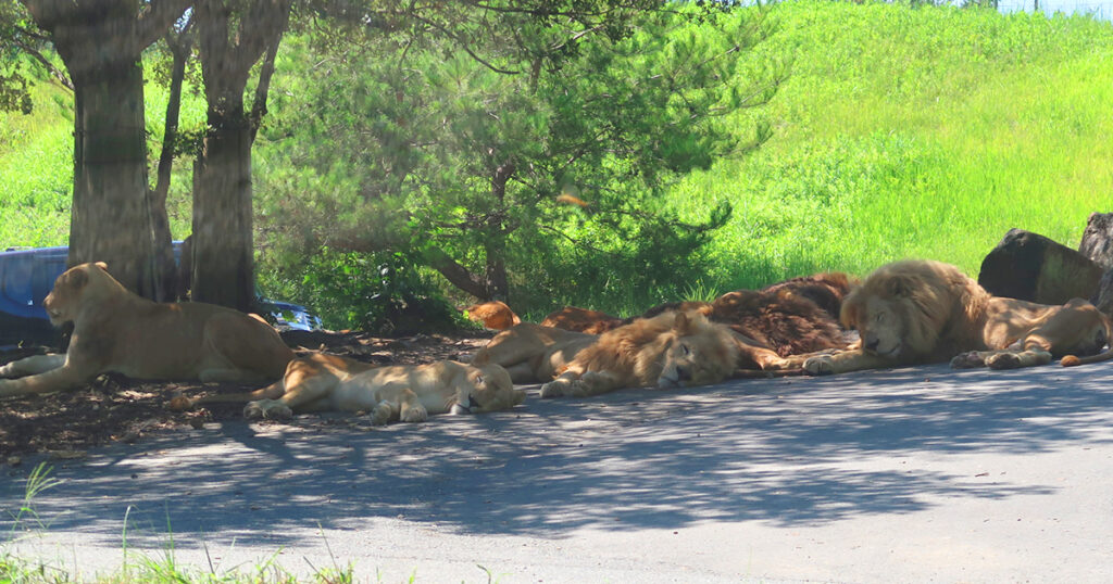 姫センサファリパークのライオンの群れ